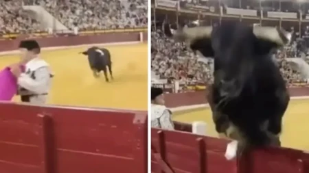 Gledaoci vrištali od straha! Razjarena zver od pola tone preskočila zaštitnu ogradu i krenula pravo na ljude!