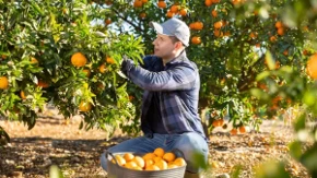 Manje roda, veća cena i milion evra za spas mandarina - hrvatski proizvođači zabrinuti