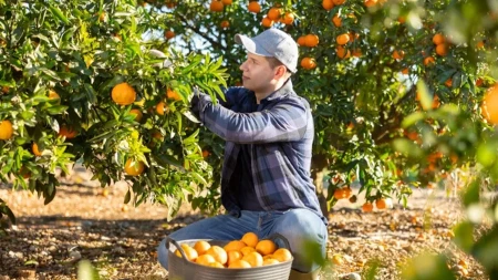 Manje roda, veća cena i milion evra za spas mandarina - hrvatski proizvođači zabrinuti