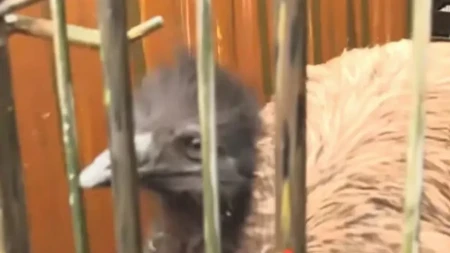„Beži, ogromna ptica!“ Emu pobegao iz zoo-vrta i pojavio se usred naselja, prizor prestravio prolaznike