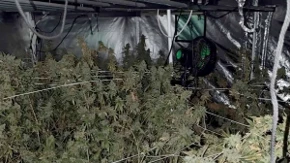 Otkrivena laboratorija marihuane u Beogradu: Uhapšen muškarac, pronađeno oko 100 stabljika