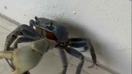 Prišao raku, a onda usledio šok! Čovek video šta drži u kleštima, snimak zapalio mreže