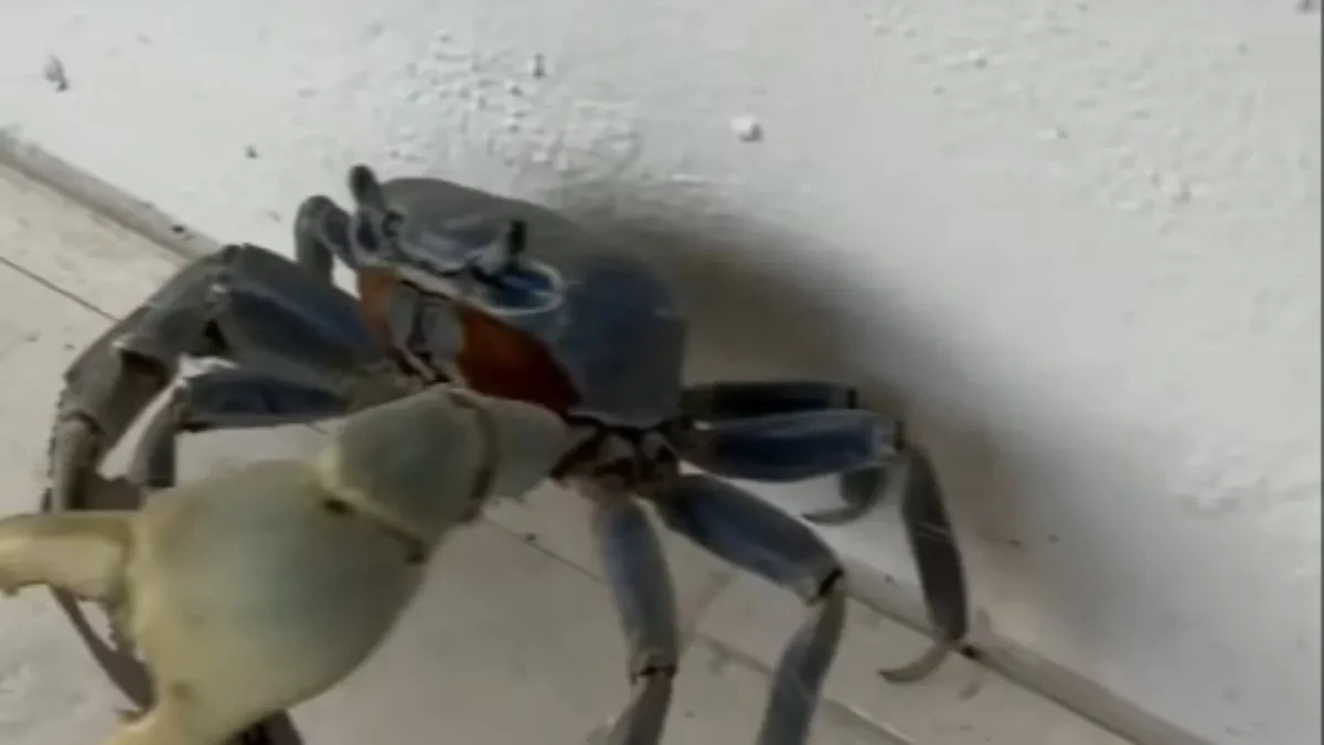 Prišao raku, a onda usledio šok! Čovek video šta drži u kleštima, snimak zapalio mreže