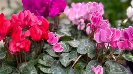 Ciklame cvetaju i kad zahladni – jesenja terasa puna boja