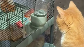 Mačka čeka da hrčak završi ručak, a onda sledi prizor koji je raznežio milione! Pogledajte njihovo neverovatno prijateljstvo