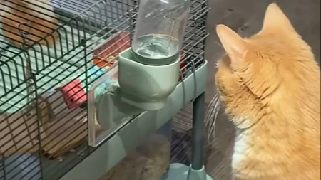 Mačka čeka da hrčak završi ručak, a onda sledi prizor koji je raznežio milione! Pogledajte njihovo neverovatno prijateljstvo