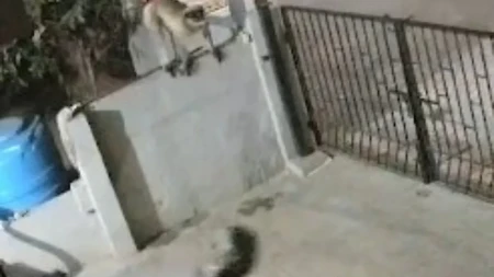 (UZNEMIRUJUĆI VIDEO) Majmun napao staricu, nesrećna žena preminula od teških povreda
