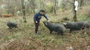 Meni bolja "firma" od sela ne treba: Ovo je mladi Vučić koji ne beži od teških poslova - uzgaja svinje moravke i bere maline, a planira i proširenje proizvodnje 