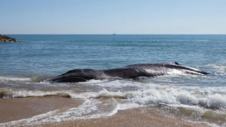 Uginio kit dug 11 metara: Njegovo telo ostaće na plaži u Holadiji