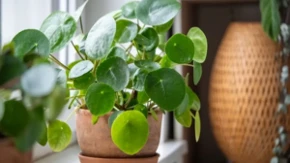 Pilea će godinama krasiti vaš dom – saveti za pravilnu negu