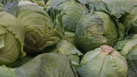 Skromna namirnica u glavnoj ulozi - kupus postao nova zvezda trpeze
