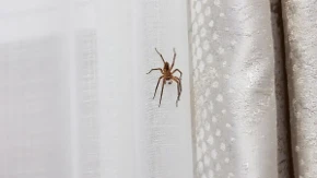 Pauci se na jesen uvlače u kuće, a jedan začin će ih odmah oterati: Već ga imate u kuhinji, a čim osete miris beže kao ludi