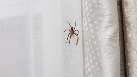 Pauci se na jesen uvlače u kuće, a jedan začin će ih odmah oterati: Već ga imate u kuhinji, a čim osete miris beže kao ludi