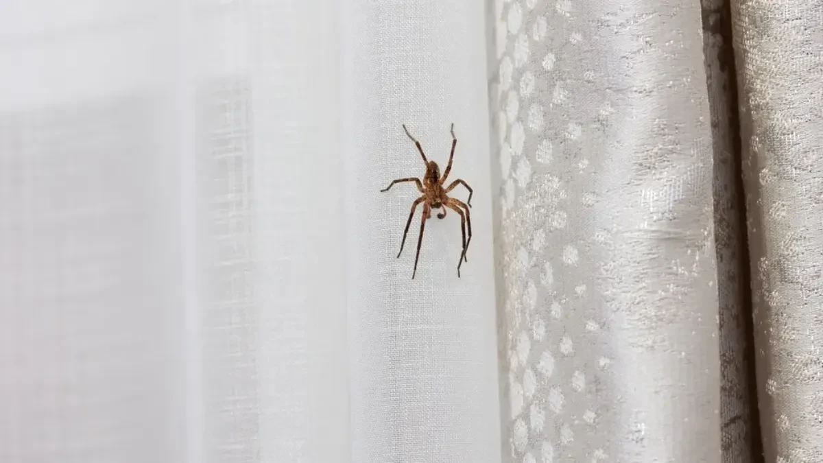 Pauci se na jesen uvlače u kuće, a jedan začin će ih odmah oterati: Već ga imate u kuhinji, a čim osete miris beže kao ludi