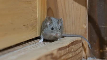 Namočite kesicu čaja u ovaj rastvor i nikad više nećete imati problema sa glodarima