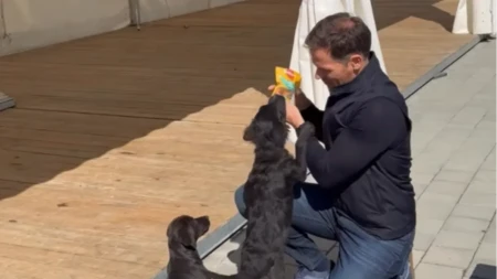 "Naša kuca je dobila štence!" Mali objavio prelepu vest, psići ga opkolili, skaču od radosti (VIDEO)
