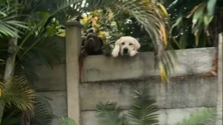 Ova dva labradora imaju najluđi način da posete komšinicu: Pogledajte šta rade kada je ugledaju!  