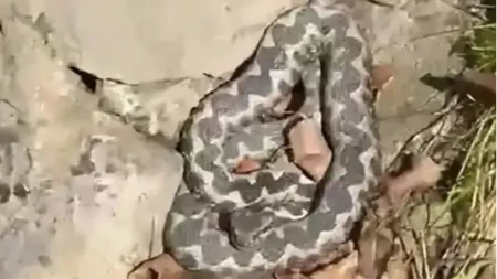 Najotrovnija zmija mu došla na kućni prag: Jeziv snimak iz okoline Prijedora prestrašio region (VIDEO)