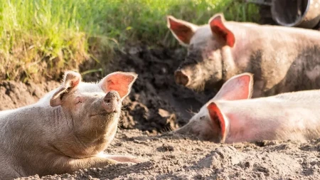 Koliko sada vrede stoka i prasad - telad 900, jagnjad do 500, a tovne svinje do 240 din/kg