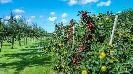 Farma na kojoj raste oko 500 vrsta citrusa za koje gotovo niko nije čuo - neki plodovi izgledaju neverovatno