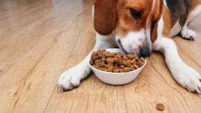 Pas se ugojio, a niste primetili? Znaci koji otkrivaju višak kilograma