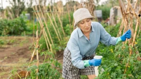 Svi je bacaju u odvod, a nisu ni svesni da je spas za biljke: Preporodiće ih bolje od bilo koje prihrane