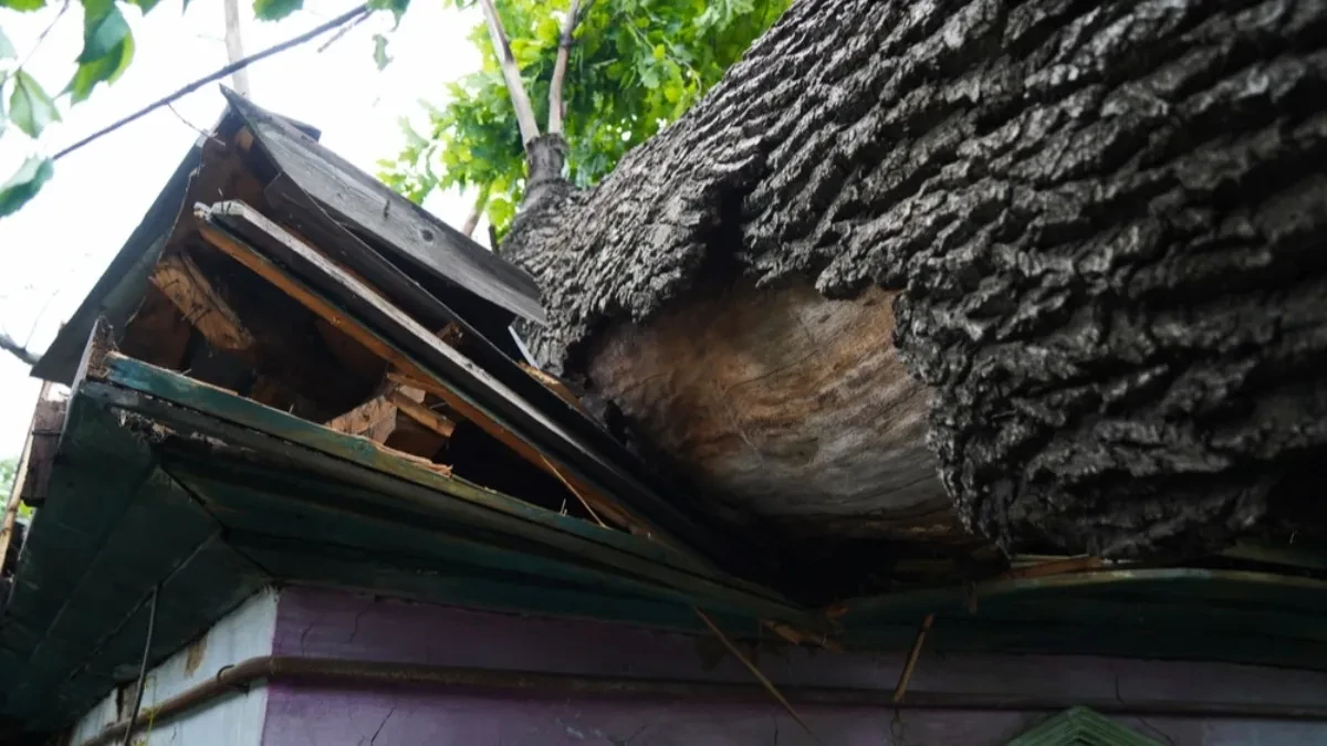 Horor na Košutnjaku: Drvo palo na grupu mladih dok su proslavljali rođendan, ekipe Hitne pomoći pojurile na mesto događaja
