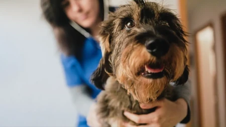 Kuca se isprepadala kod veterinara, ali je, srećom, dospela u prave ruke: Pogledajte nežnost koja je oduševila 12 hiljada ljudi